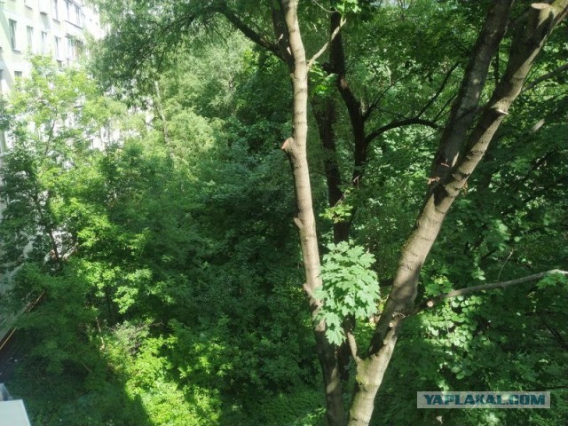 Свежая зелень