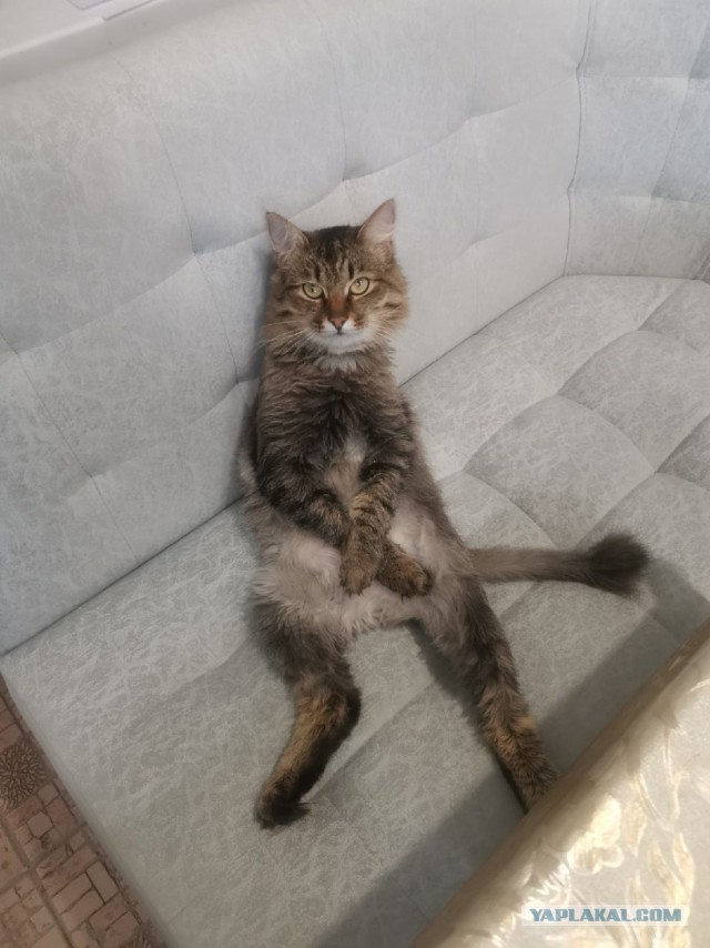 Котовторник 21.12.21