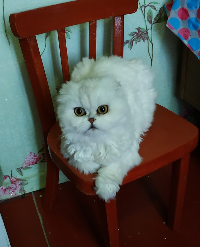 Первый котовторник 2022