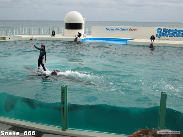 SeaworlD  Япония