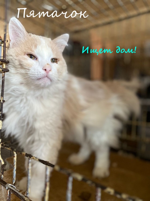 Жизнь домашнего приюта "Котоленд" 331