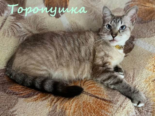 Жизнь домашнего приюта "Котоленд" 346