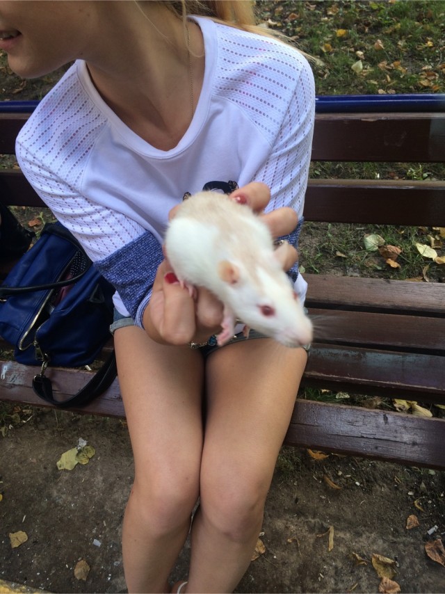 Мама-крыса показывает своих маленьких Сплинтеров