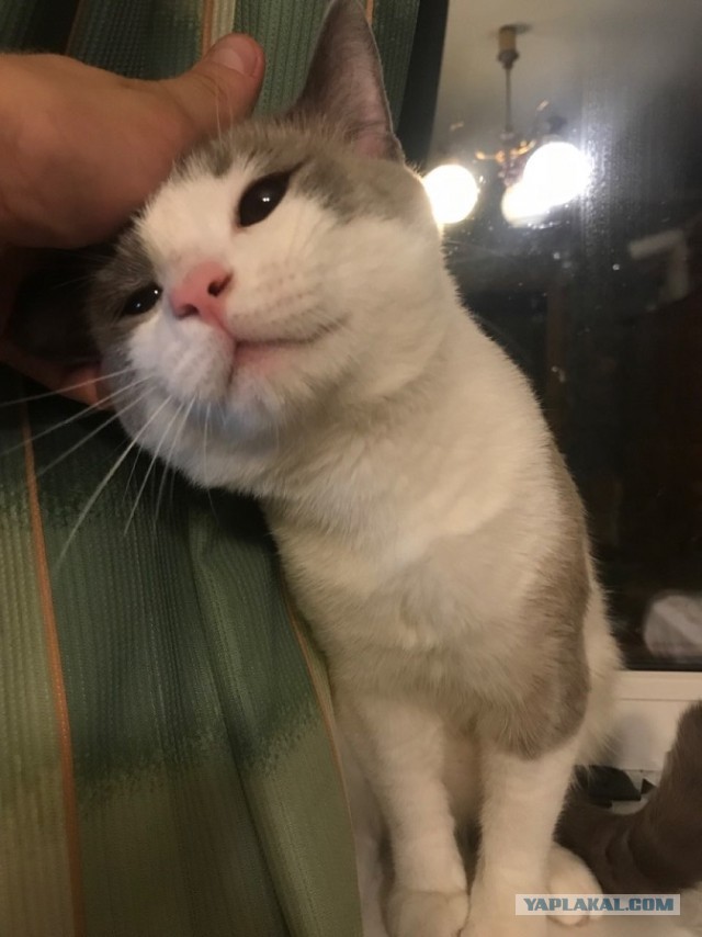 Без кота жизнь не та