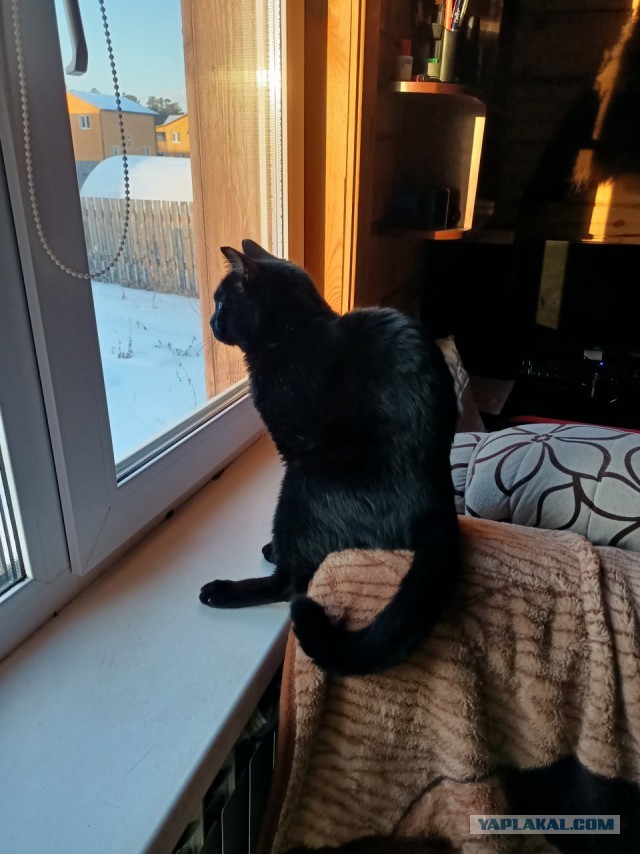 Чёрные коты не такие