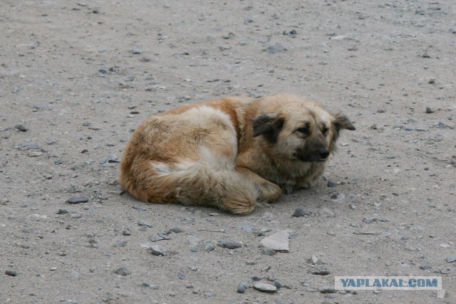 В Монголию на мотоциклах 2006