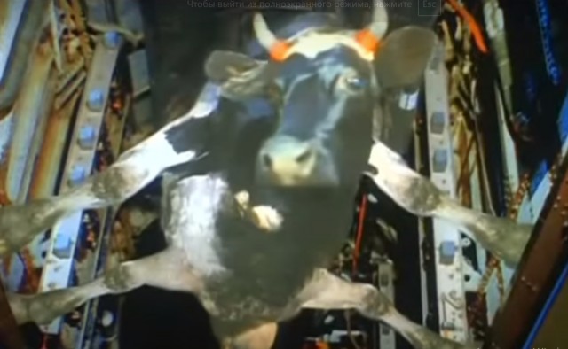 Дама на этом видео считает