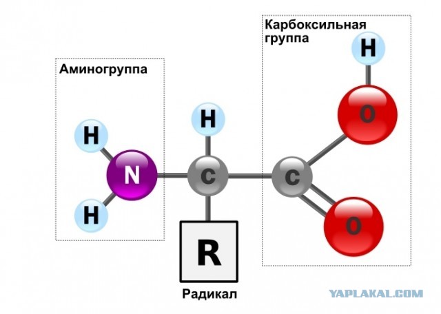 Скорость птицы сапсан при пикировании может достигать 389 км/ч, что делает её самым самым быстрым живым организмом в мире