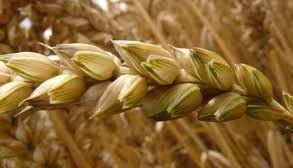 Монополизация Российского зернового рынка после ухода иностранных игроков, поставила на грань банкротства тысячи фермерских хозяйств.