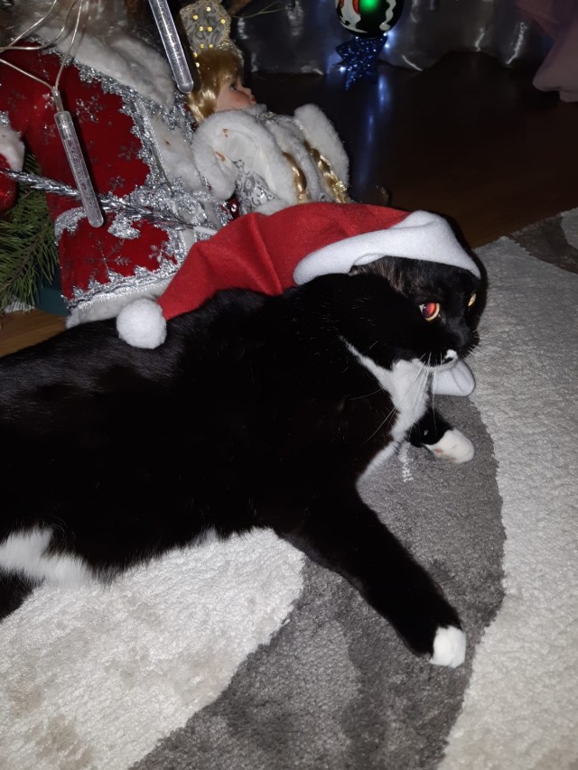 Новогодний кот