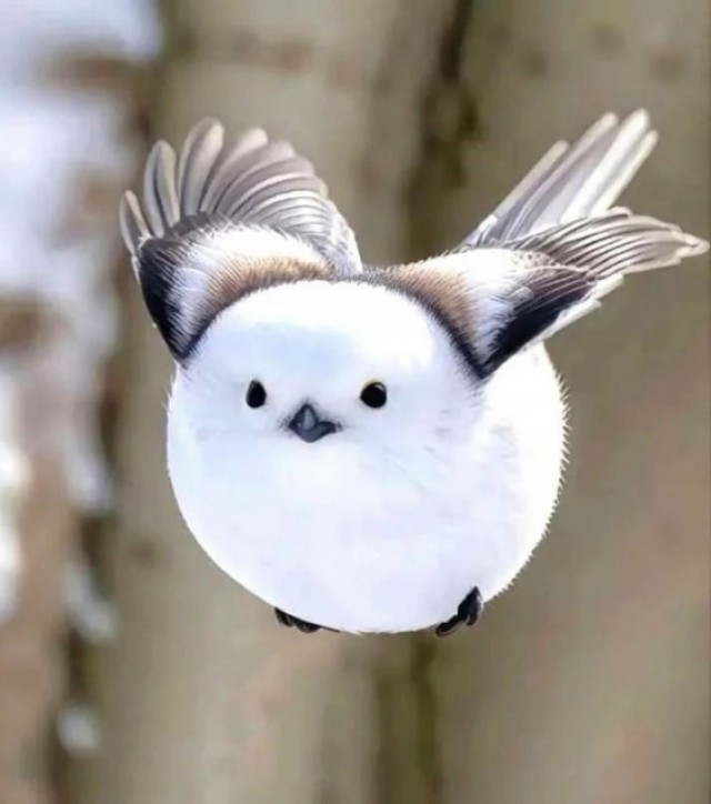 ФотоВинегрет