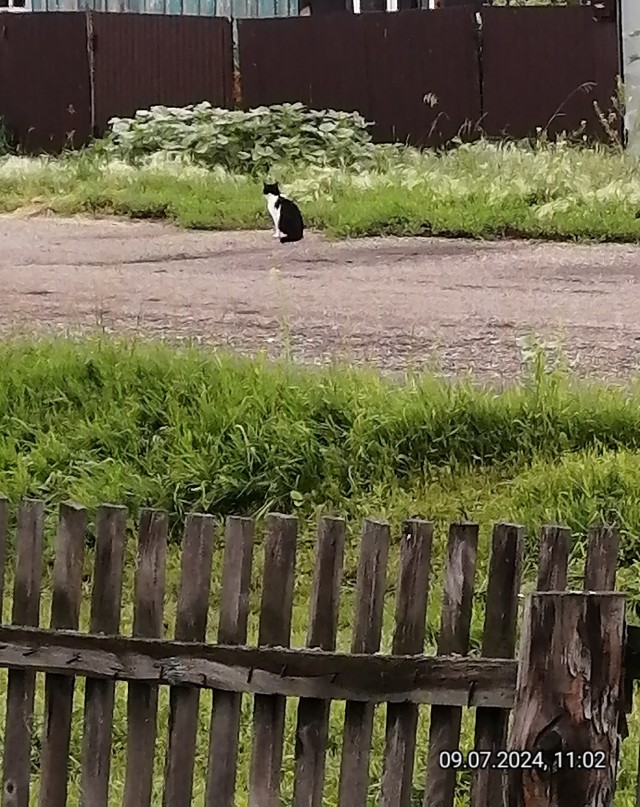 Дачная приблуда сезон 2 (котовторник)