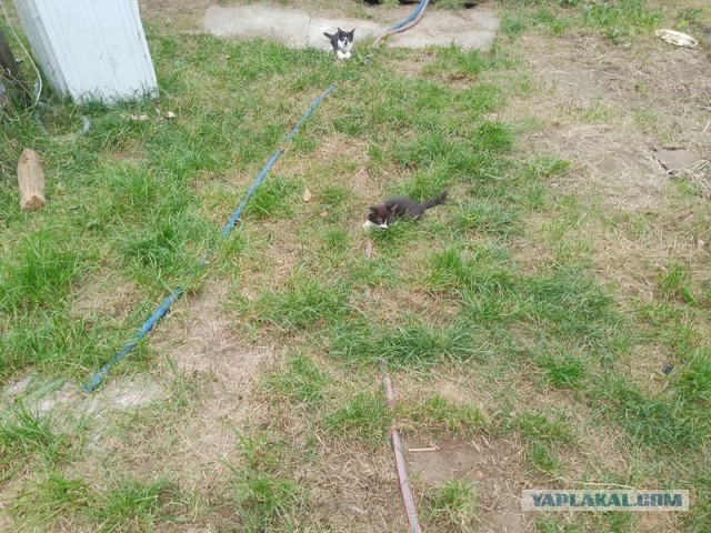 Жизнь домашнего приюта для котеек 516