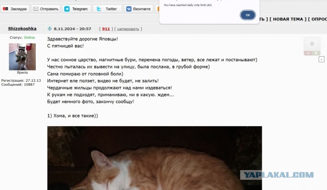 Жизнь домашнего приюта для котеек 519