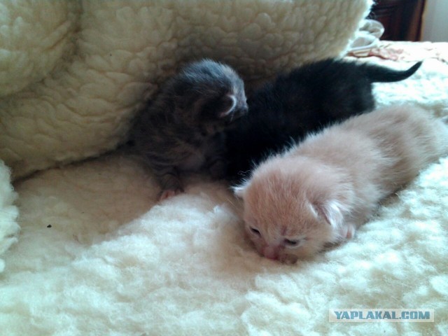 Котовторник 04.06.2013