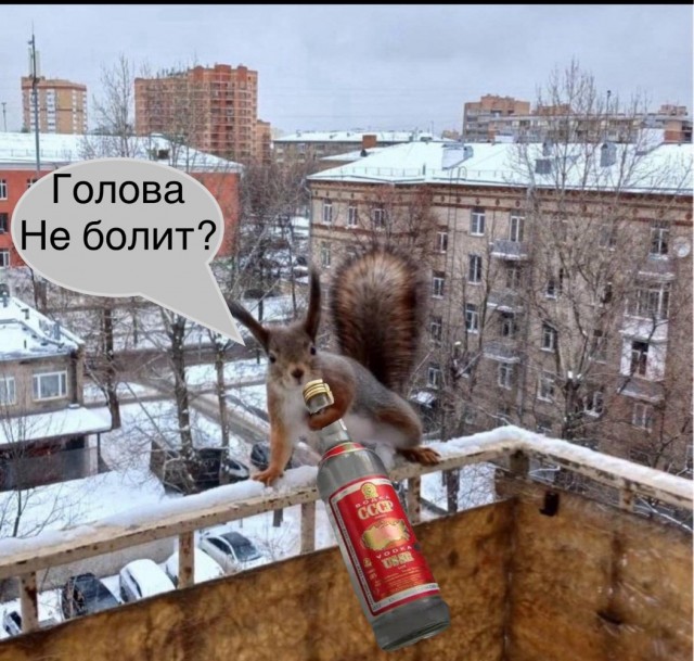 Белочка пришла