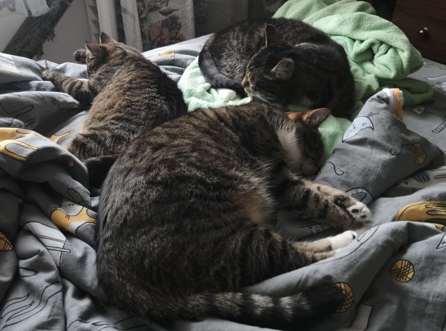 Спать нужно с... котом