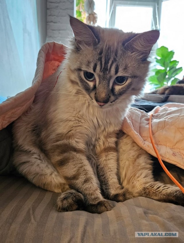 Немного моих котиков к вторнику
