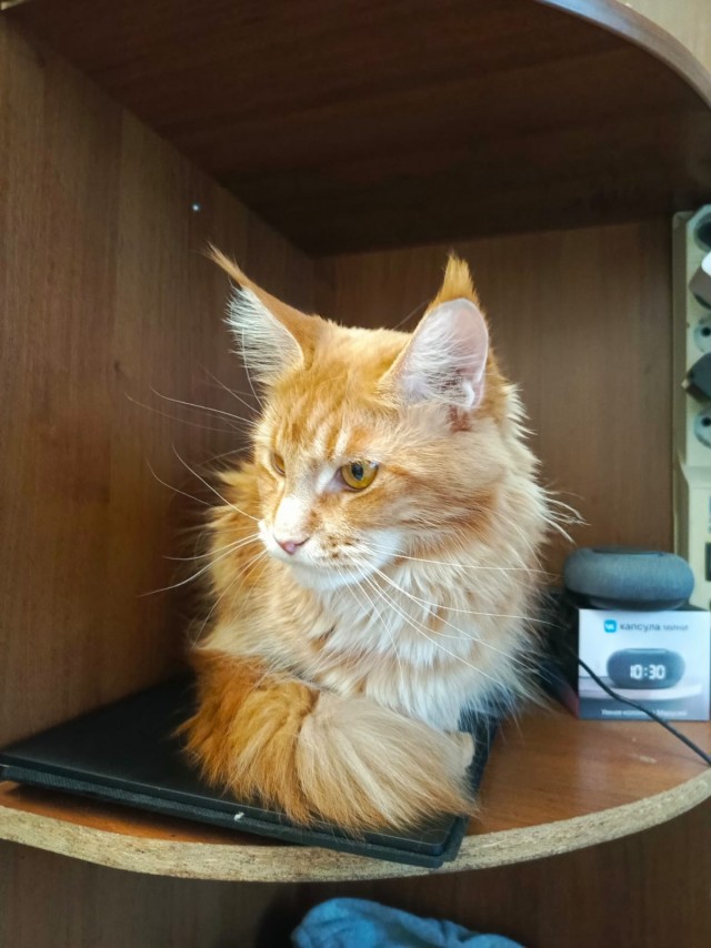 Котовторник! Успел!)