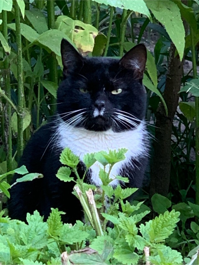 Котовторник