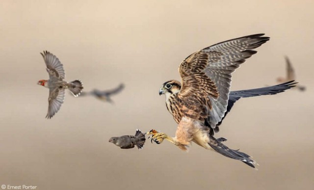Объявлены победители фотоконкурса Africa Geographic Photographer of the Year 2025