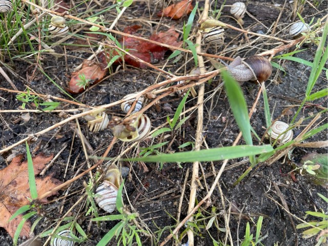 Подмосковье после дождя. Нашествие улиток.