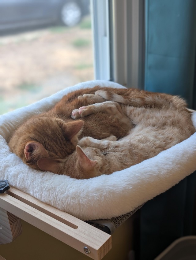 Спящих котеек тред