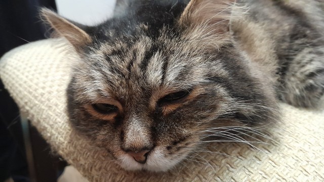 Котовторник. Где коты? Мой вот!