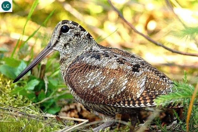 Экзотическая птица