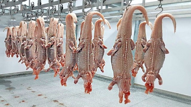 Веселое настроение в картинках