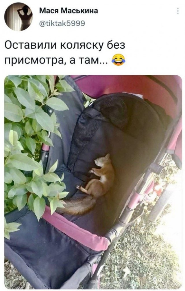 Веселые картинки в первый день зимы (01.12)