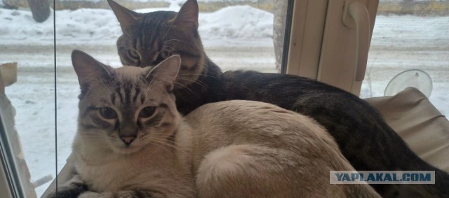 А котовторник уже пришёл?