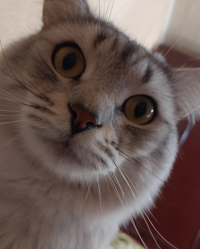 Реакция кота на происходящее