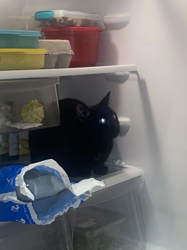 Дурацких фото котов тред — 3
