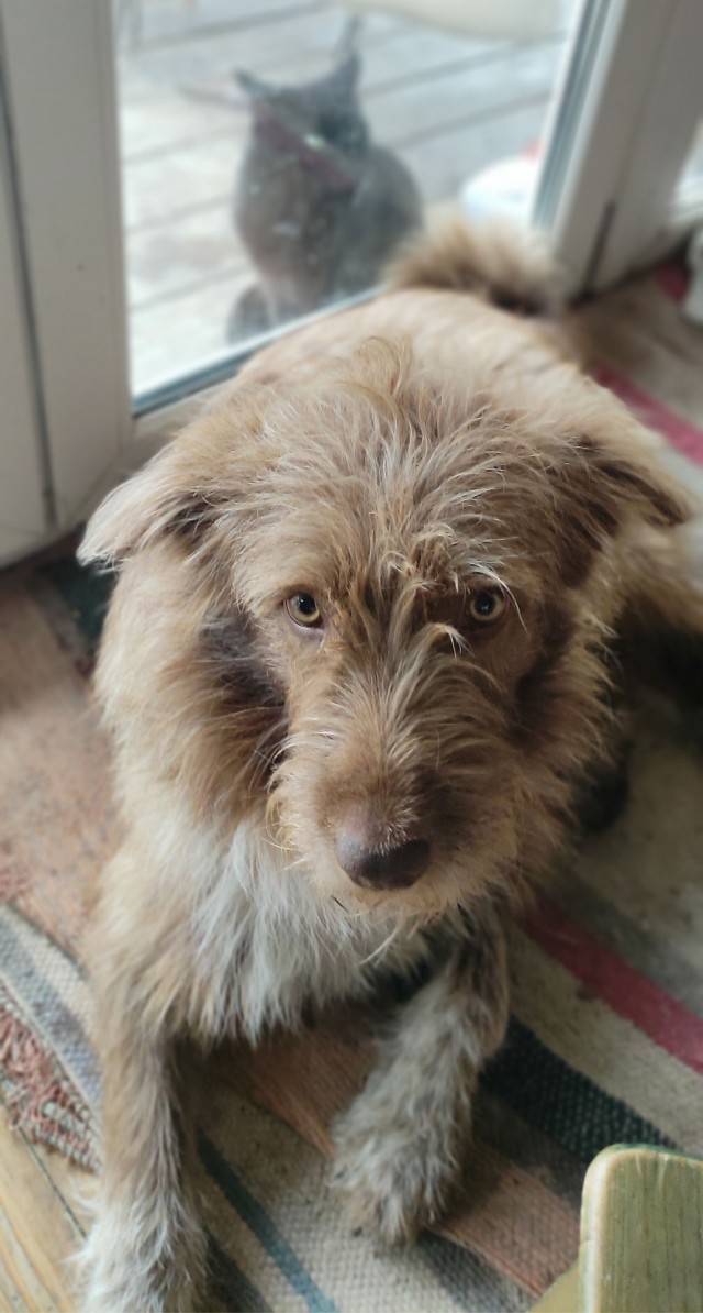 Собакочетверг же, но кошку из фото не выкинешь