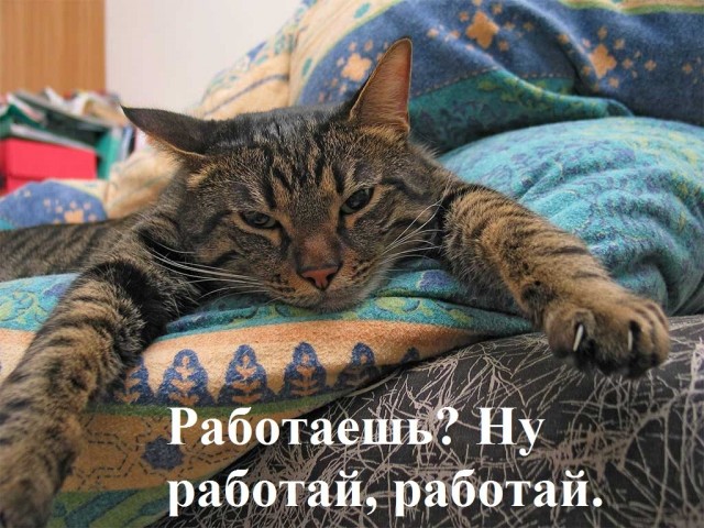 К котовторнику: подборка картинок-баянов с котиками и про котиков. Выпуск 37.