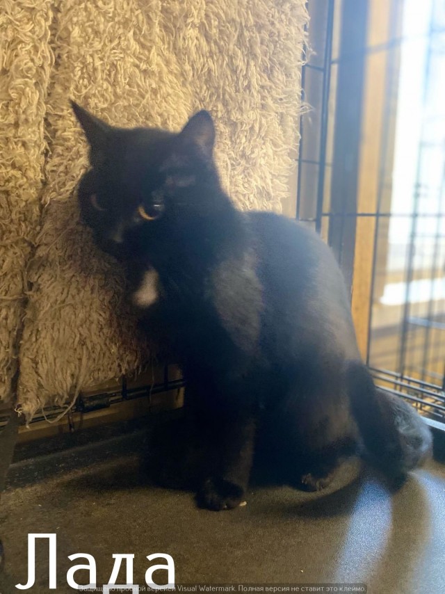 Жизнь домашнего приюта "Котоленд" 550