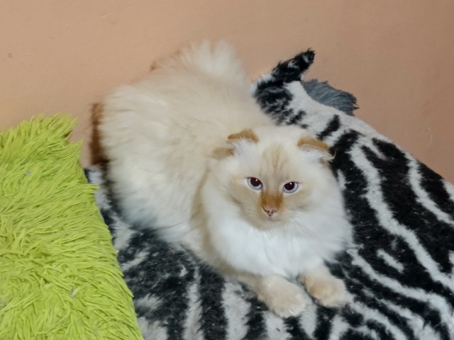 Доброе утро котаны!