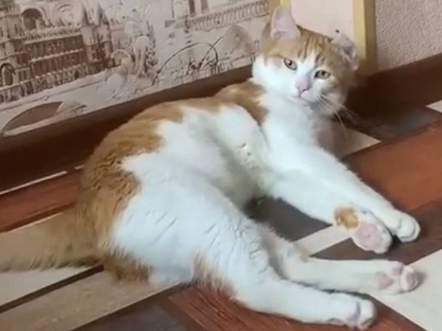 Про кота, вторая серия