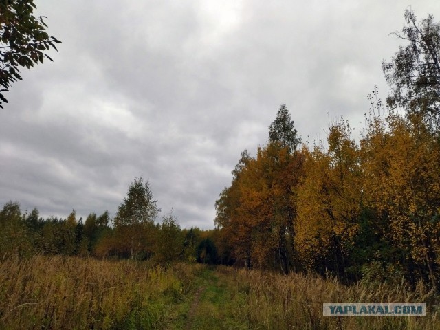 Все краски осени