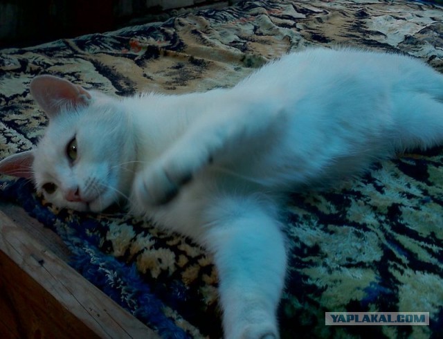 Коты и время