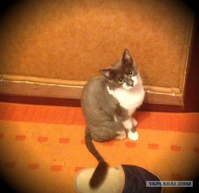 Котовторник  28.01.14