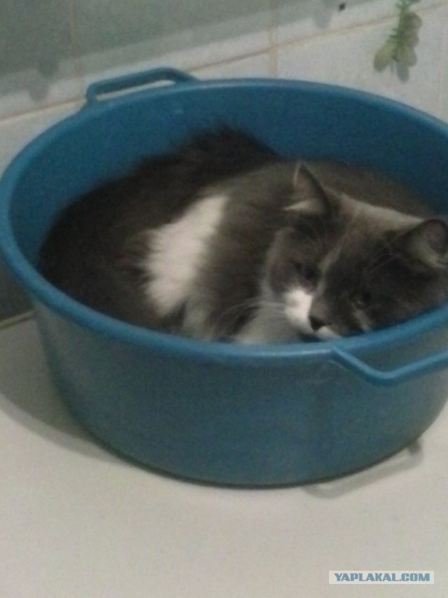 Котовторник 29.04.14.