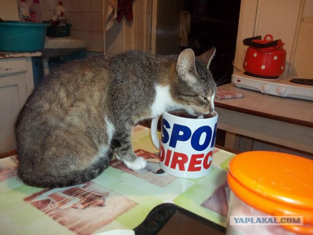 Жизнь домашнего приюта для котеек 16