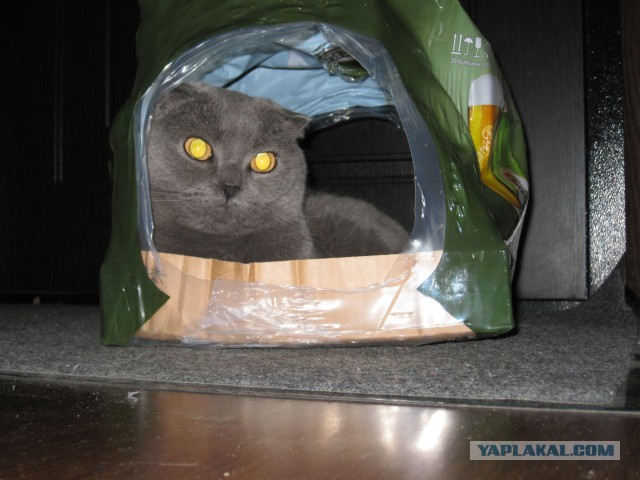 Котовторник  08.07.2014