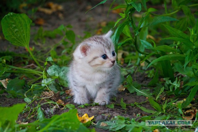 Котовторник 05.08.2014