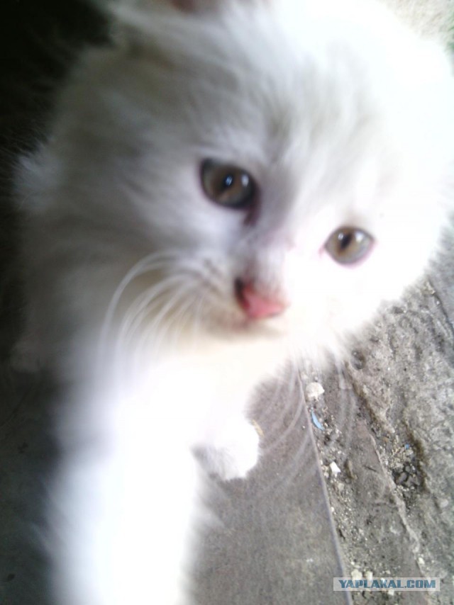 Котовторник 12.08.2014