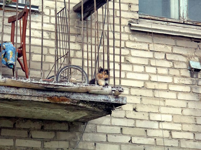 Котовторник 19.08.2014