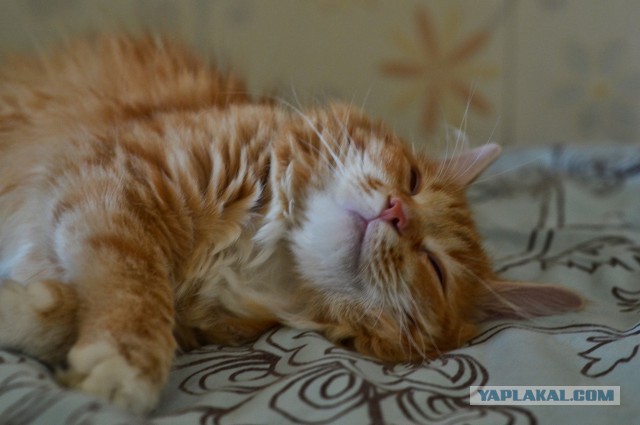 Котовторник 19.08.2014