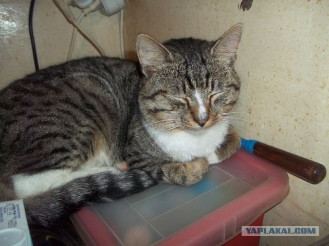 Жизнь домашнего приюта для котеек 36